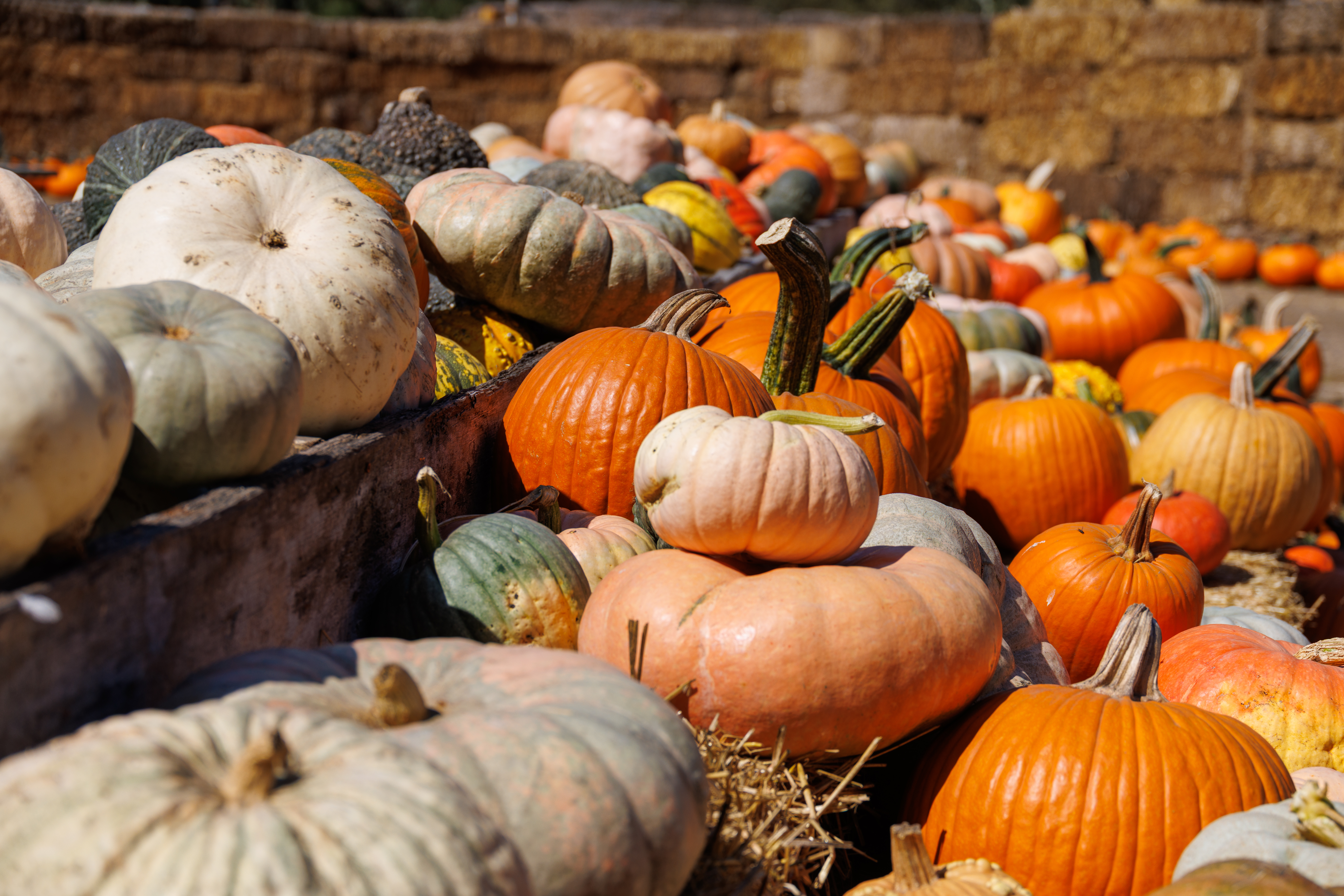 Half Moon Bay Pumpkin Patches